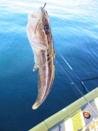 ゴンズイの釣果