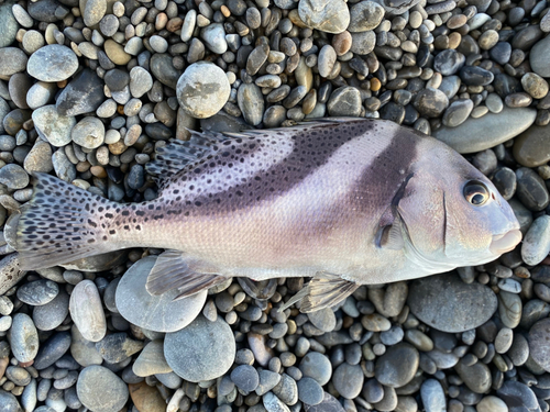 コショウダイの釣果