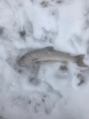 アメマスの釣果