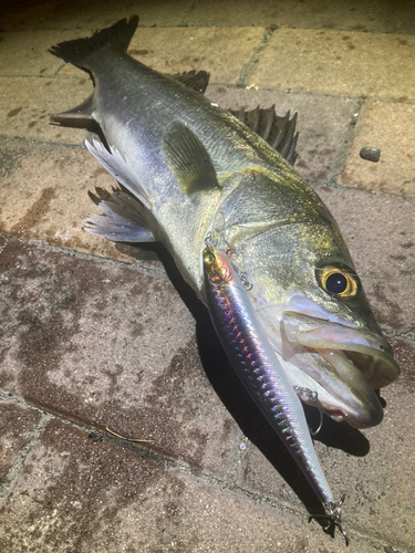 シーバスの釣果