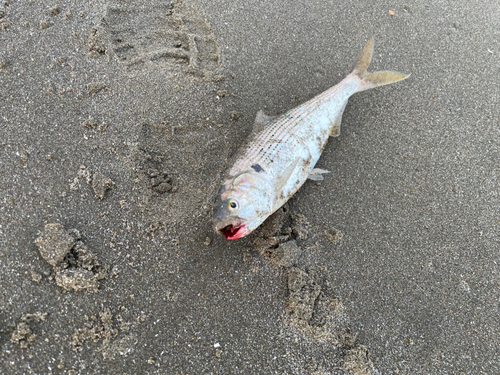 コノシロの釣果