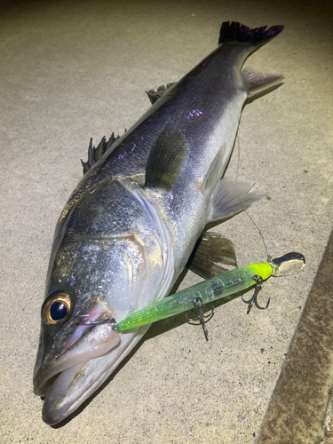 シーバスの釣果