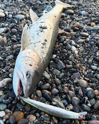 ウミアメの釣果