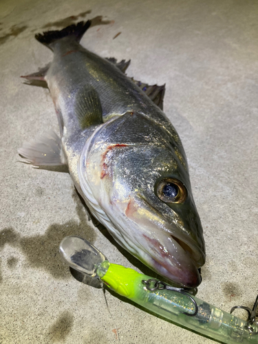 シーバスの釣果