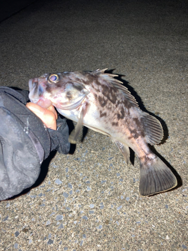 クロソイの釣果