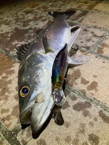 シーバスの釣果