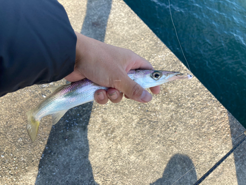 アカカマスの釣果