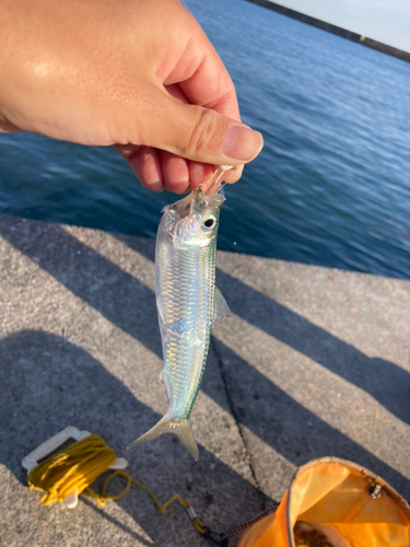 カタボシイワシの釣果