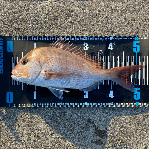 マダイの釣果