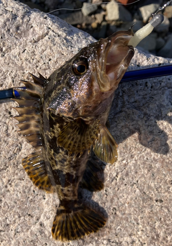 タケノコメバルの釣果