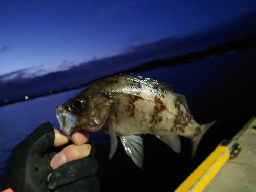 ウスメバルの釣果