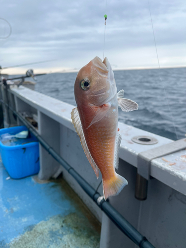 アマダイの釣果