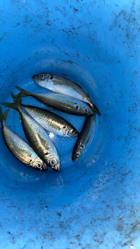 アジの釣果