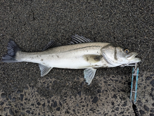 マルスズキの釣果