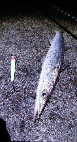 カマスの釣果