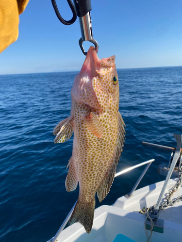 オオモンハタの釣果