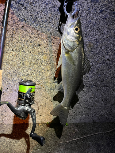 スズキの釣果