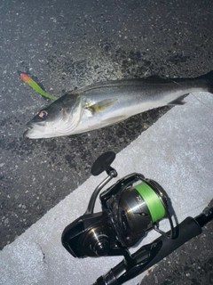 フッコ（マルスズキ）の釣果