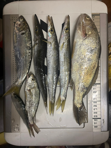 カマスの釣果