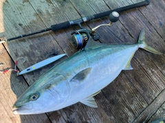 ワラサの釣果