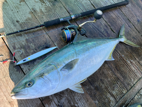 ワラサの釣果