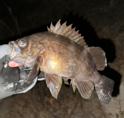 メバルの釣果