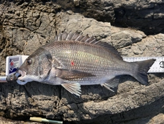 チヌの釣果