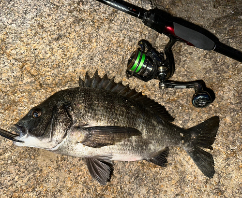 チヌの釣果