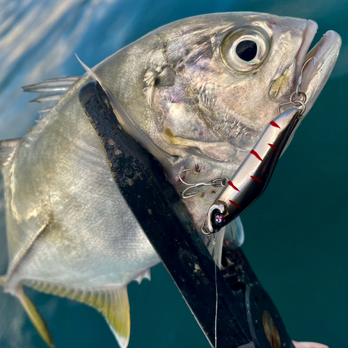 メッキの釣果