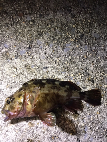 カサゴの釣果