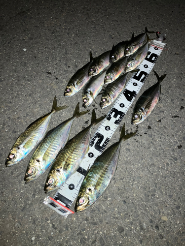 アジの釣果