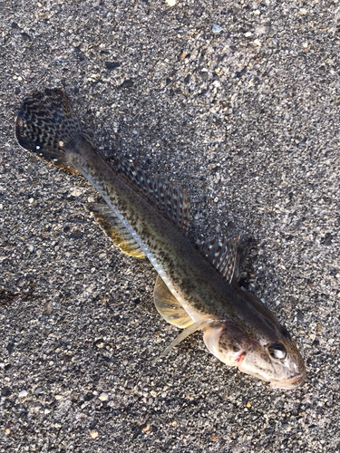 ハゼの釣果