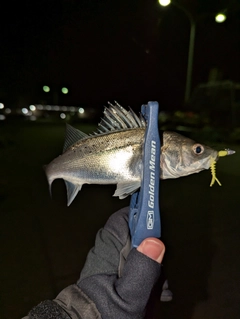 セイゴ（マルスズキ）の釣果