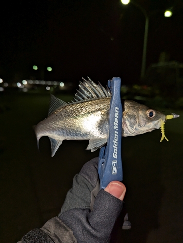 セイゴ（マルスズキ）の釣果