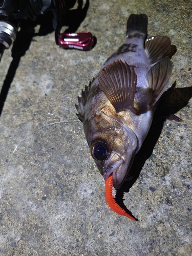 メバルの釣果