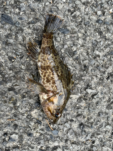 タケノコメバルの釣果