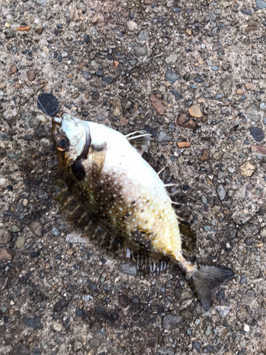 アイゴの釣果