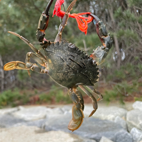 イシガニの釣果