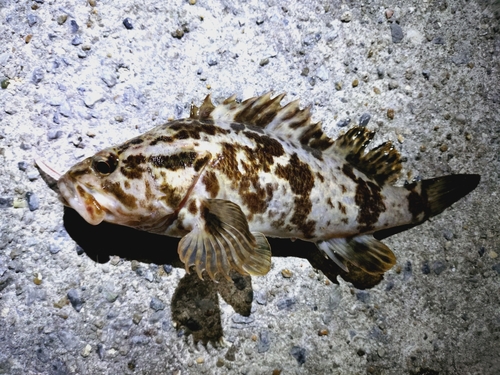 タケノコメバルの釣果