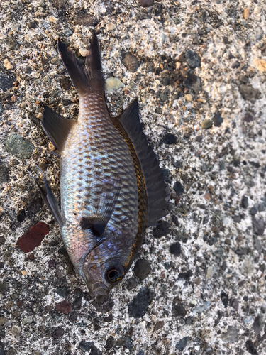 スズメダイの釣果