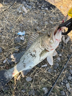 タイリクスズキの釣果