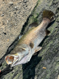 バラマンディの釣果