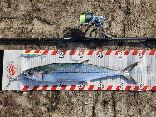 サゴシの釣果