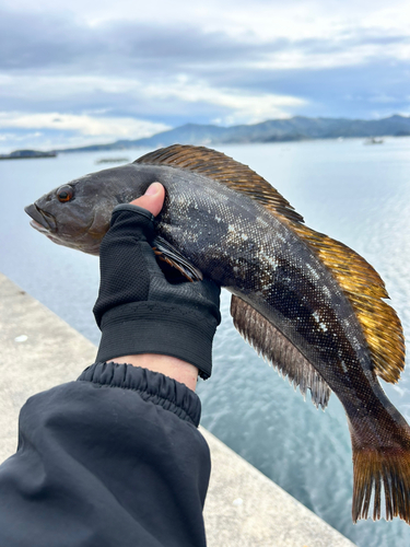 アイナメの釣果