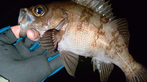 シロメバルの釣果