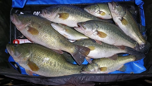 ブラックバスの釣果