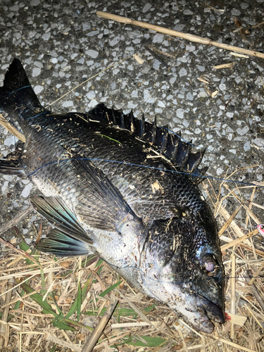 クロダイの釣果