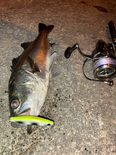 シーバスの釣果