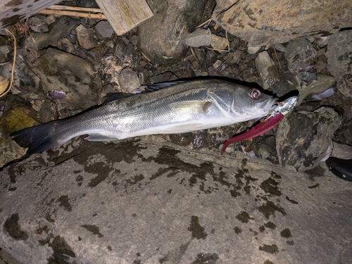 セイゴ（マルスズキ）の釣果