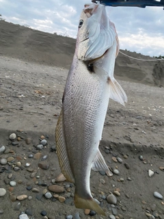 オオニベの釣果